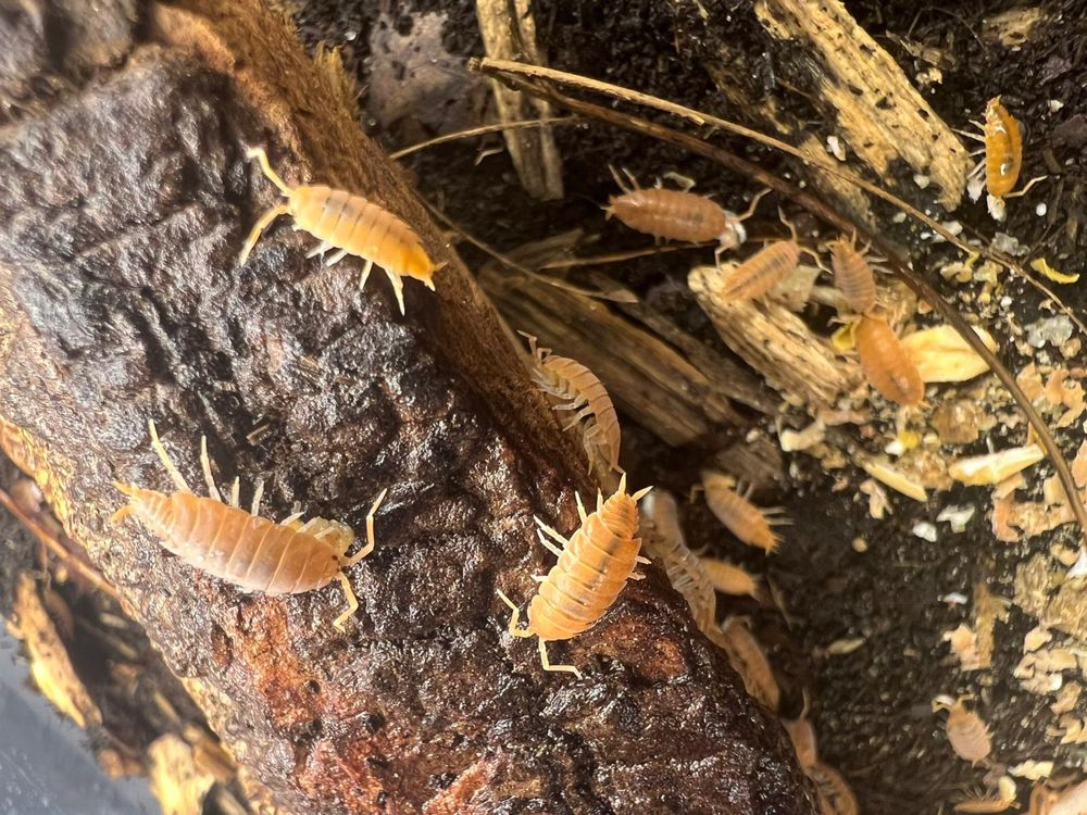 Isopody Porcellionides Pruinosus Powder Orange" Ekipa Sprzątająca