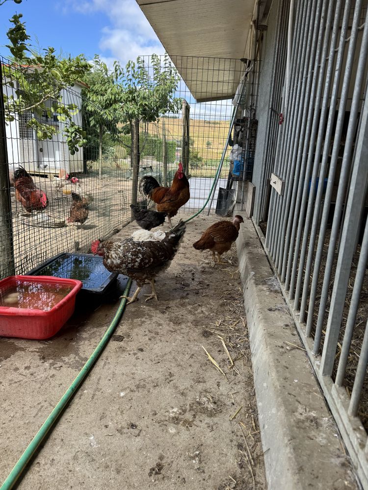Patos e galinhas
