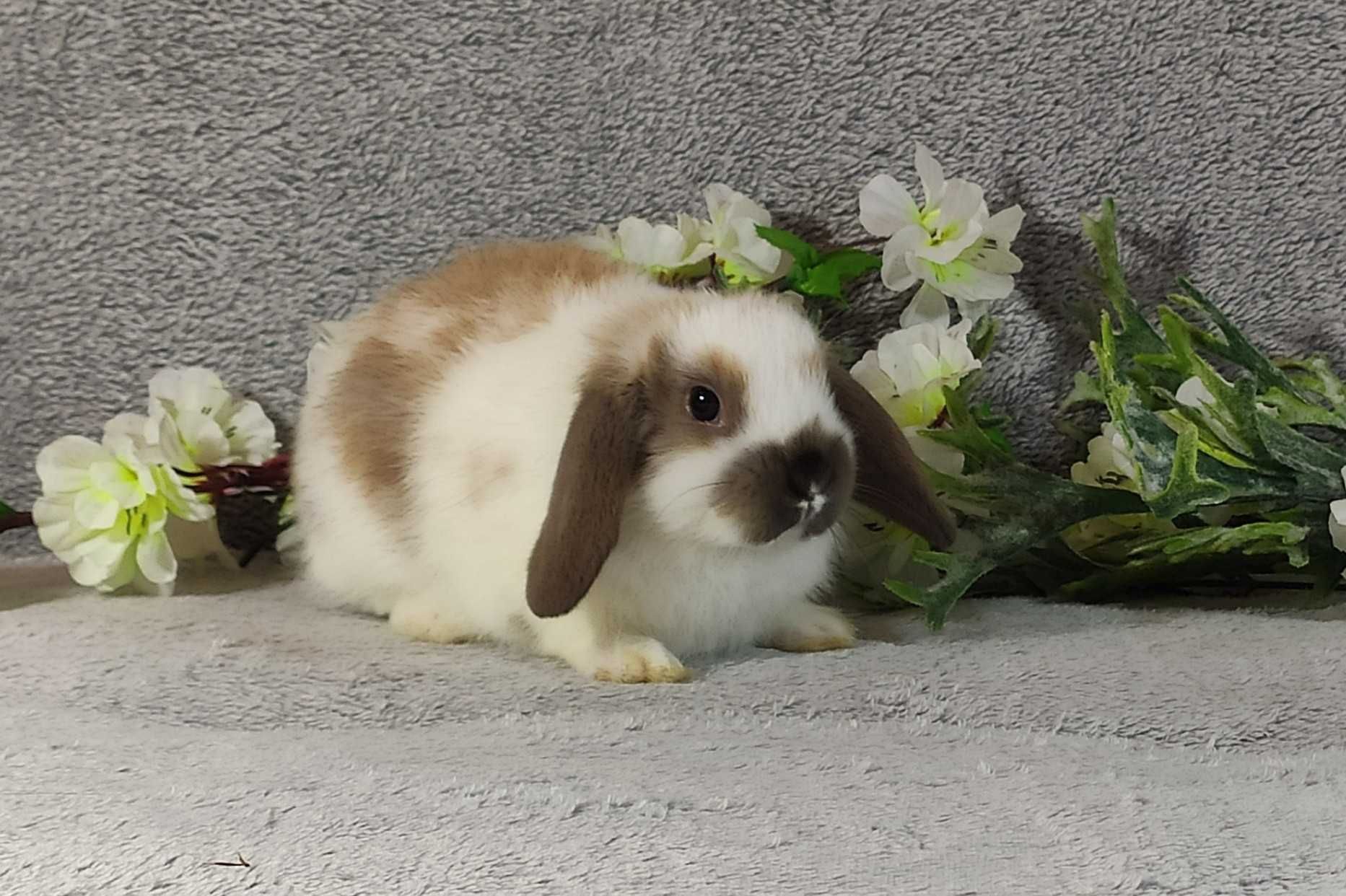 Królik MINI LOP lopek miniaturka króliczek baranek +WYPRAWKA