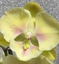 Домашня орхідея Біг Ліп орхидея Биглип