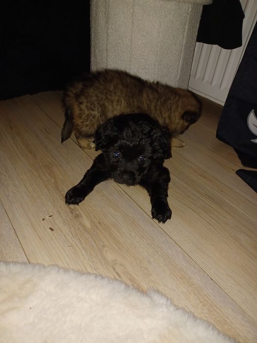 Chihuahua mix szpic szczeniaczki