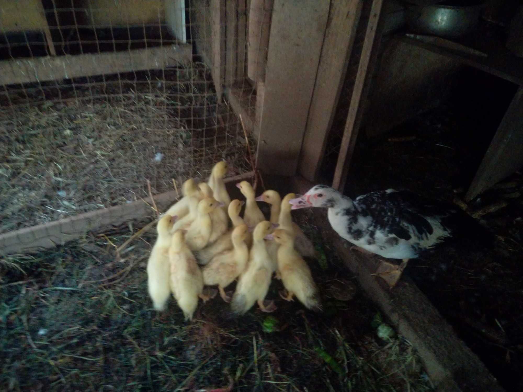 Patos mudos bebés