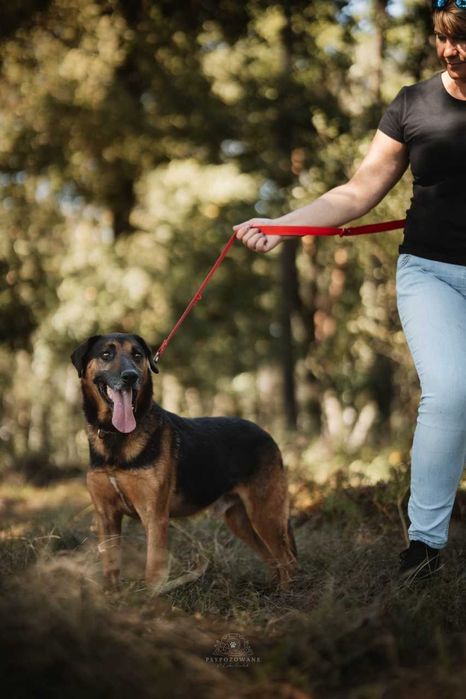 Szefuńcio - pies o myśliwskim sercu ADOPCJA