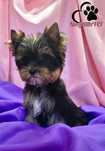 Piesek maleńki Yorkshire terrier - prześliczny, rod ZKwP=FCI