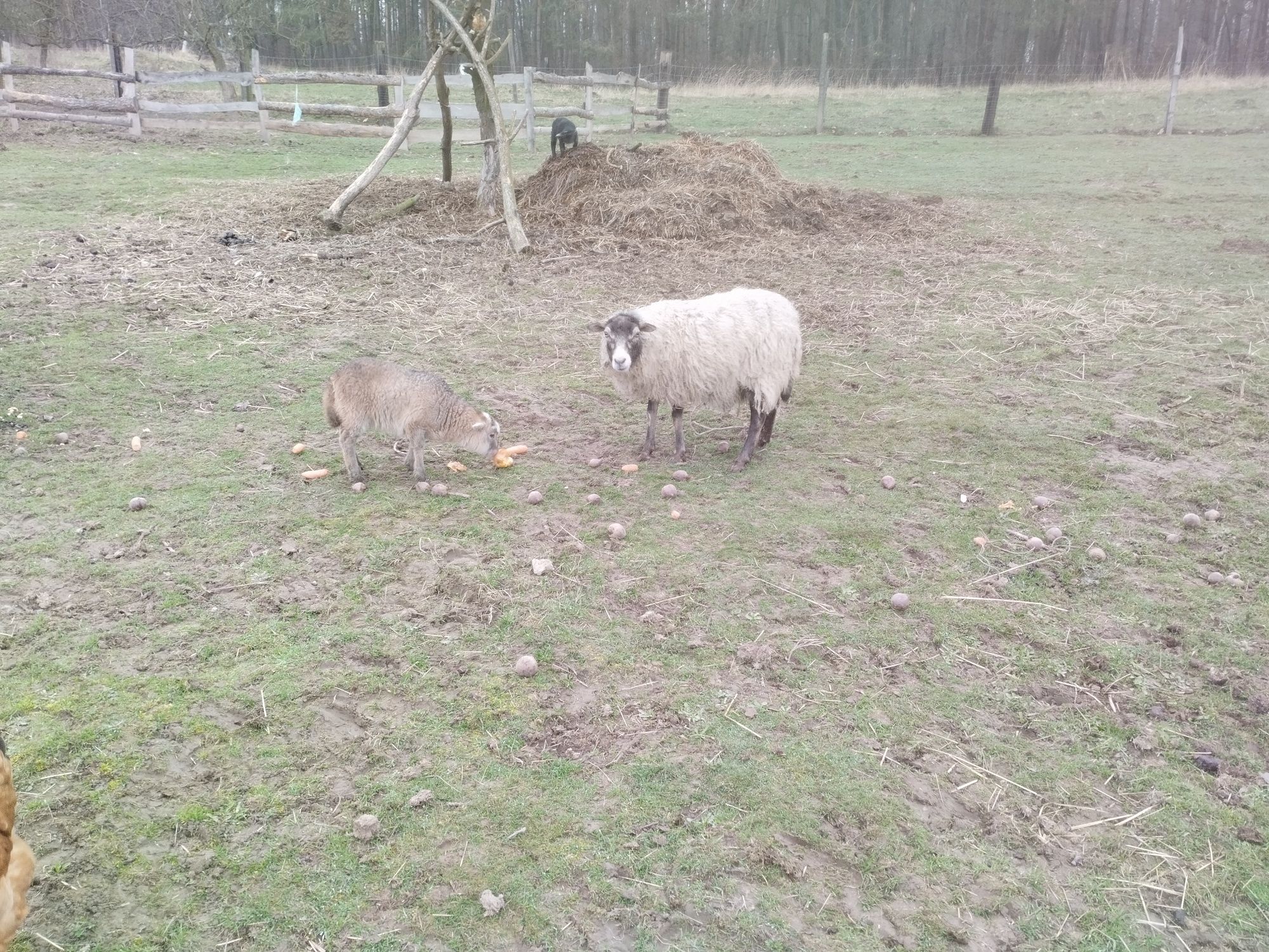 Owca wrzosówka  + mała owieczka