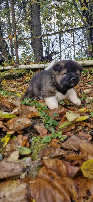 Akita Amerykanska FCI piesek