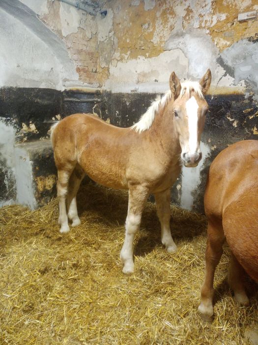 Źrebaki zimnokrwiste