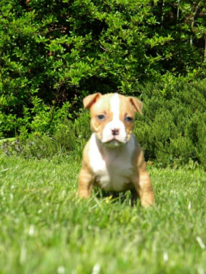 American Bully Pies