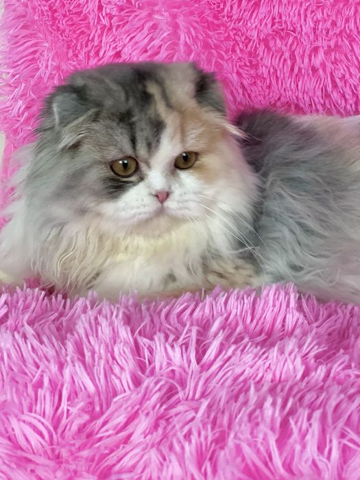 Неймовірна красуня