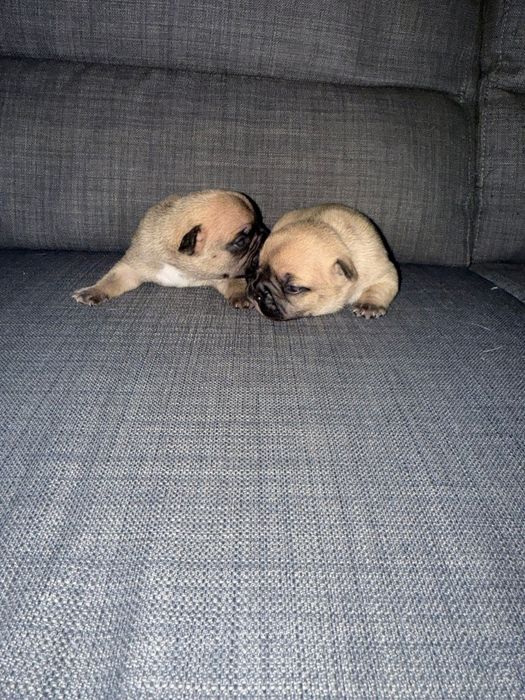 bulldogs francês  fawn bebés disponível p reserva