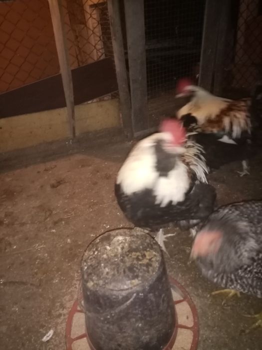 Casal de sedosas e faverolles