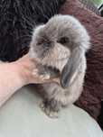 Króliczki Mini Lop Rasowe