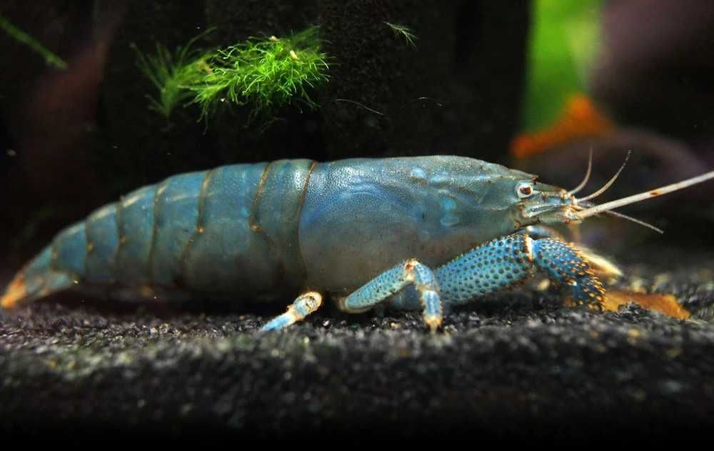 Krewetka gabońska - Atya gabonensis - dowóz, wysyłka