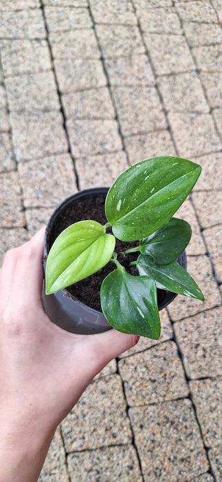 Monstera standleyana variegata philodendron cobra
