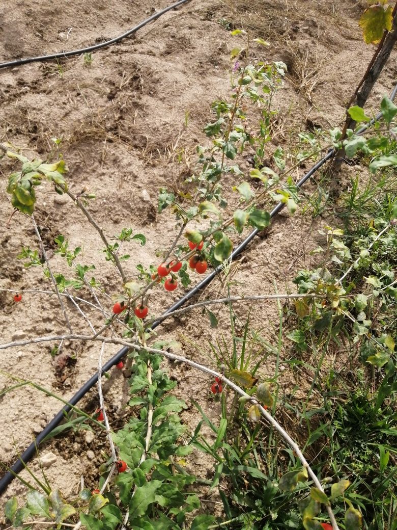 Goji plantas  biológicas para produtores