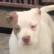 Sprzedam American Bully