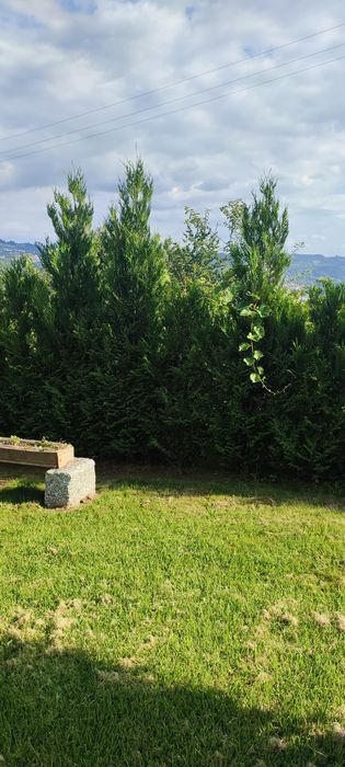 Tuia plicata para sebe ou jardim