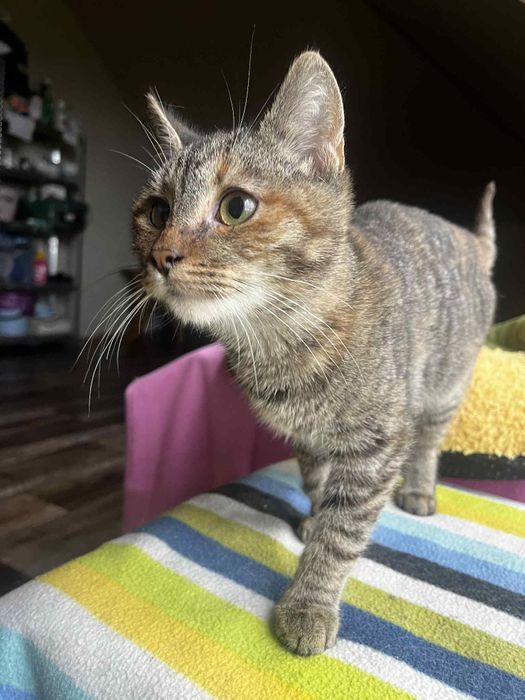 Fela kotka do adopcji