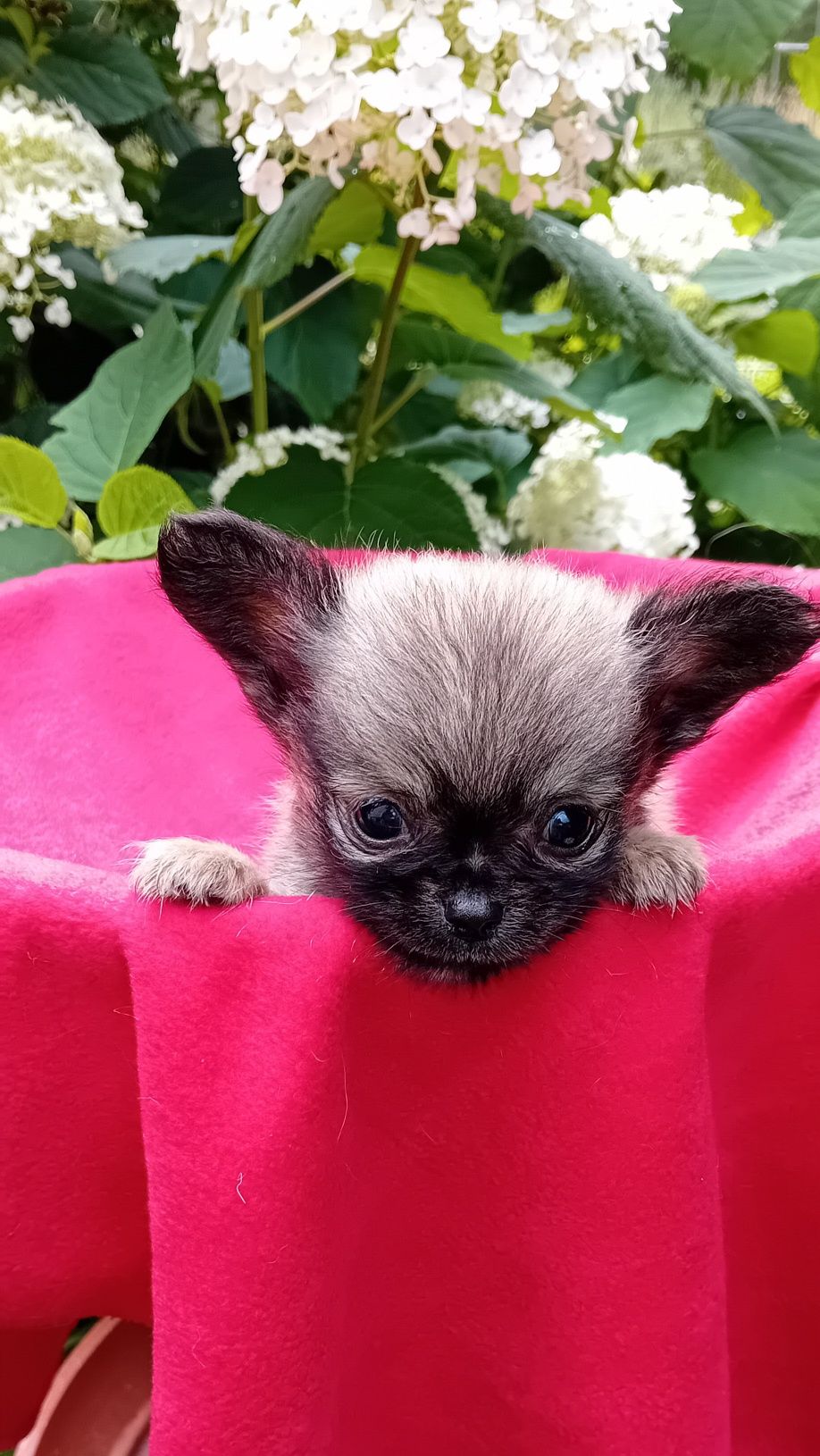 Chihuahua piesek