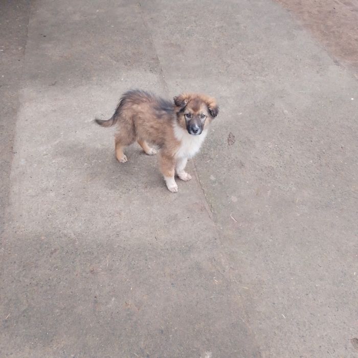 Віддам безкоштовно три дівчинки