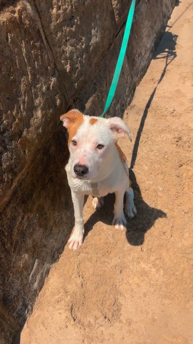 Doação! Cadela fêmea / 1 ano