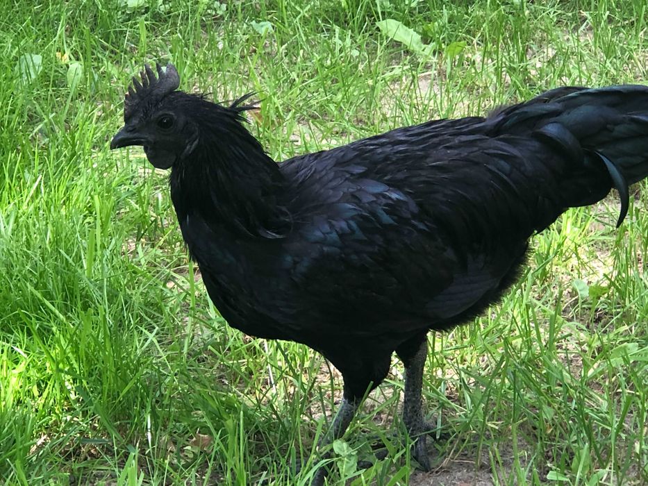 Kogut Ayam Cemani