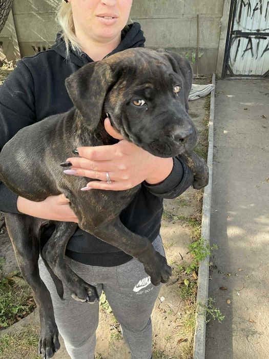 Продам щеня корсятко