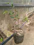 Plantas de Guabiju, fruto exotico