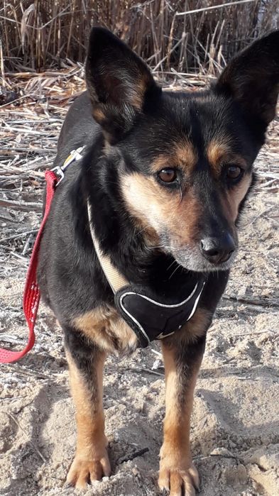 Dojrzała sunia do adopcji