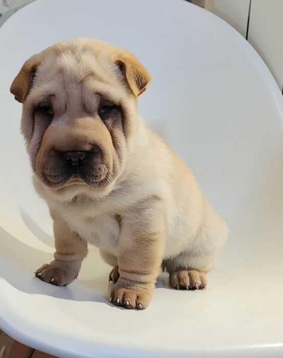 Sharpei creme femea
