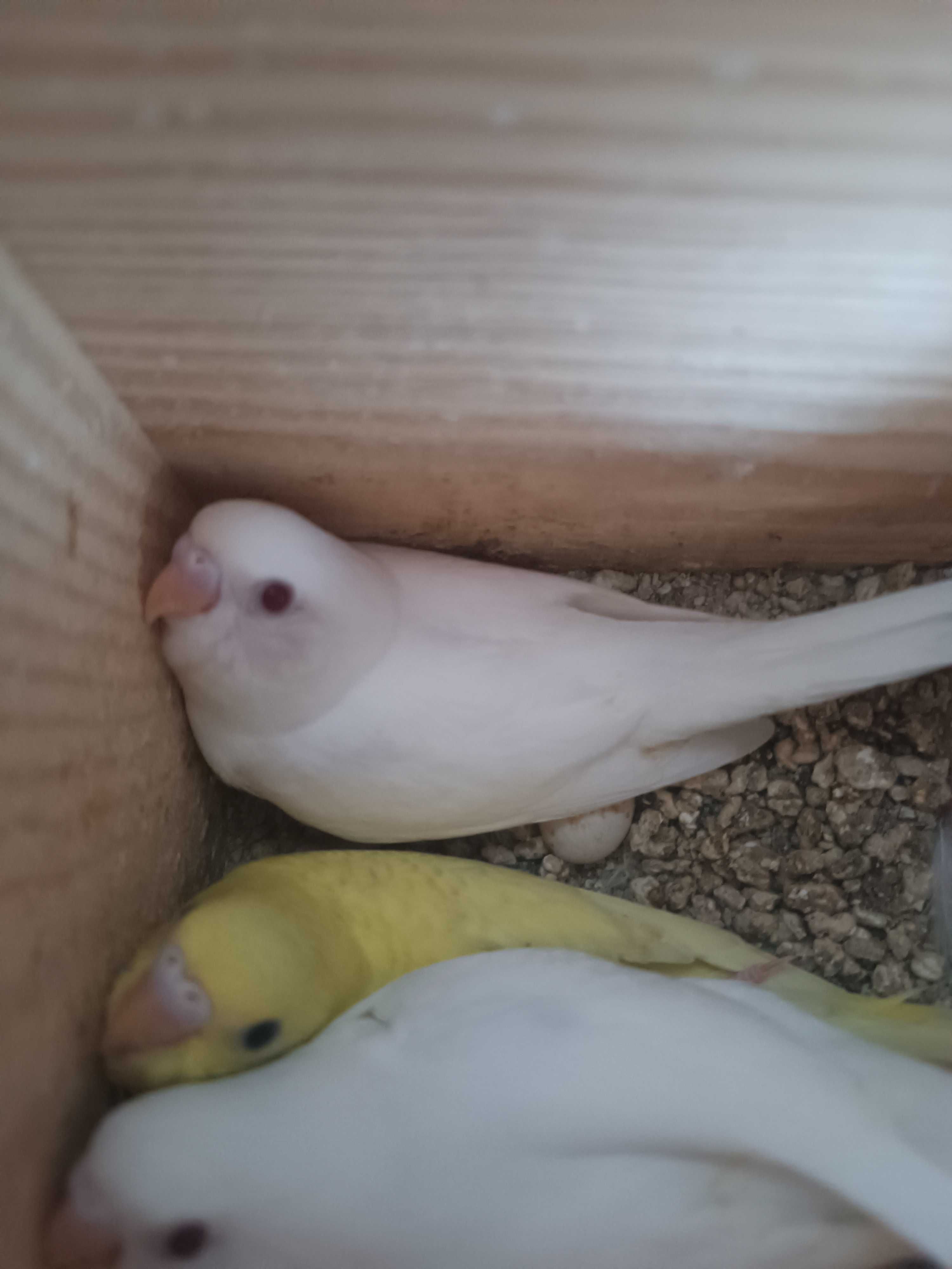Vendo piriquitos