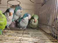 Попугай говорун, зеленый Калита Монах - птенцы. Продажа по Украине