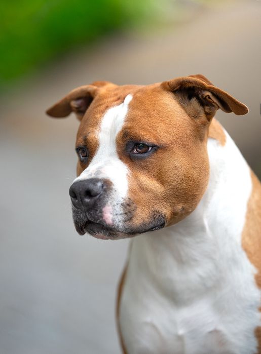 Efektowna Show Quality Suczka American Staffordshire Terrier ZKwP FCI