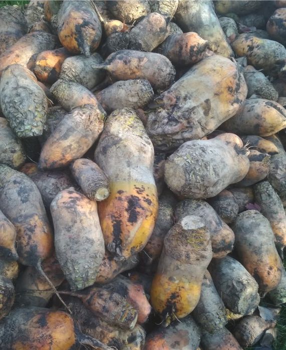 Кормовий буряк, буряк для годування