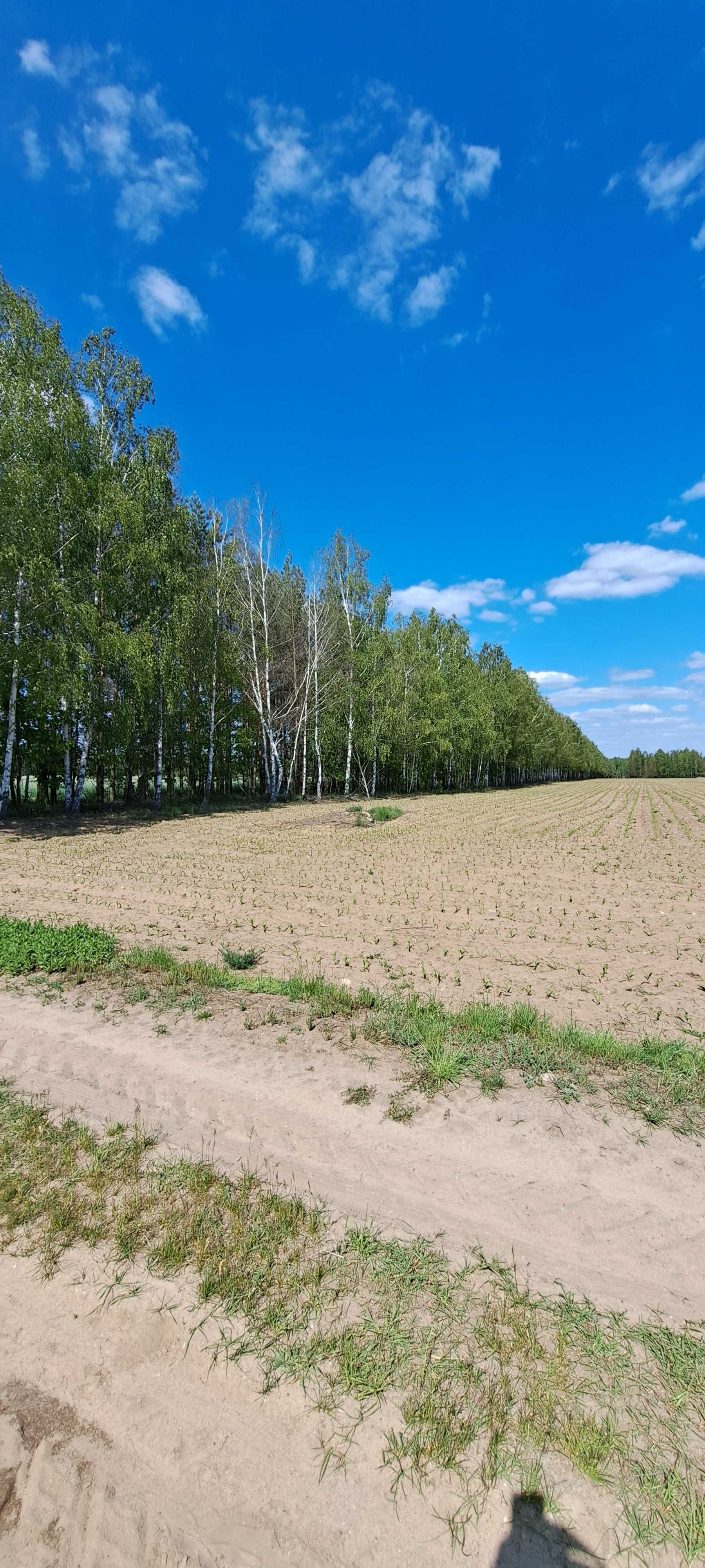 Sprzedam las z działką 11576 m2