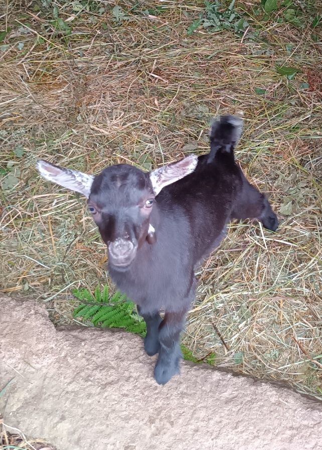 Cabrito ( Vivo ou limpo)