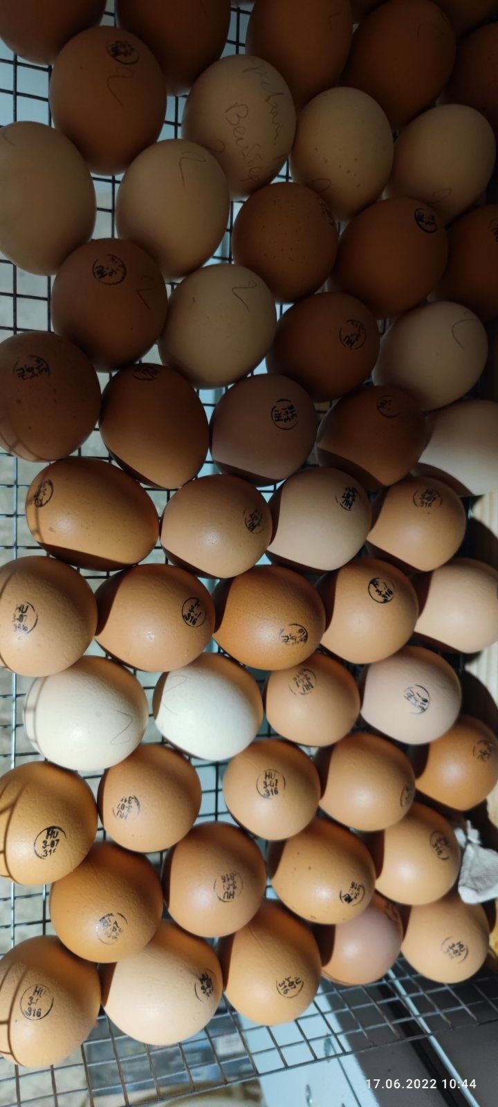 Яйце інкубаційне Іспанка Голошийка