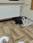 5 kociaków do adopcji lub domu tymczasowego – uratowane z piwnicy