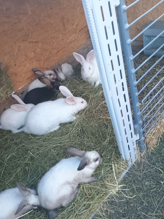 Sprzedam króliki różnych ras