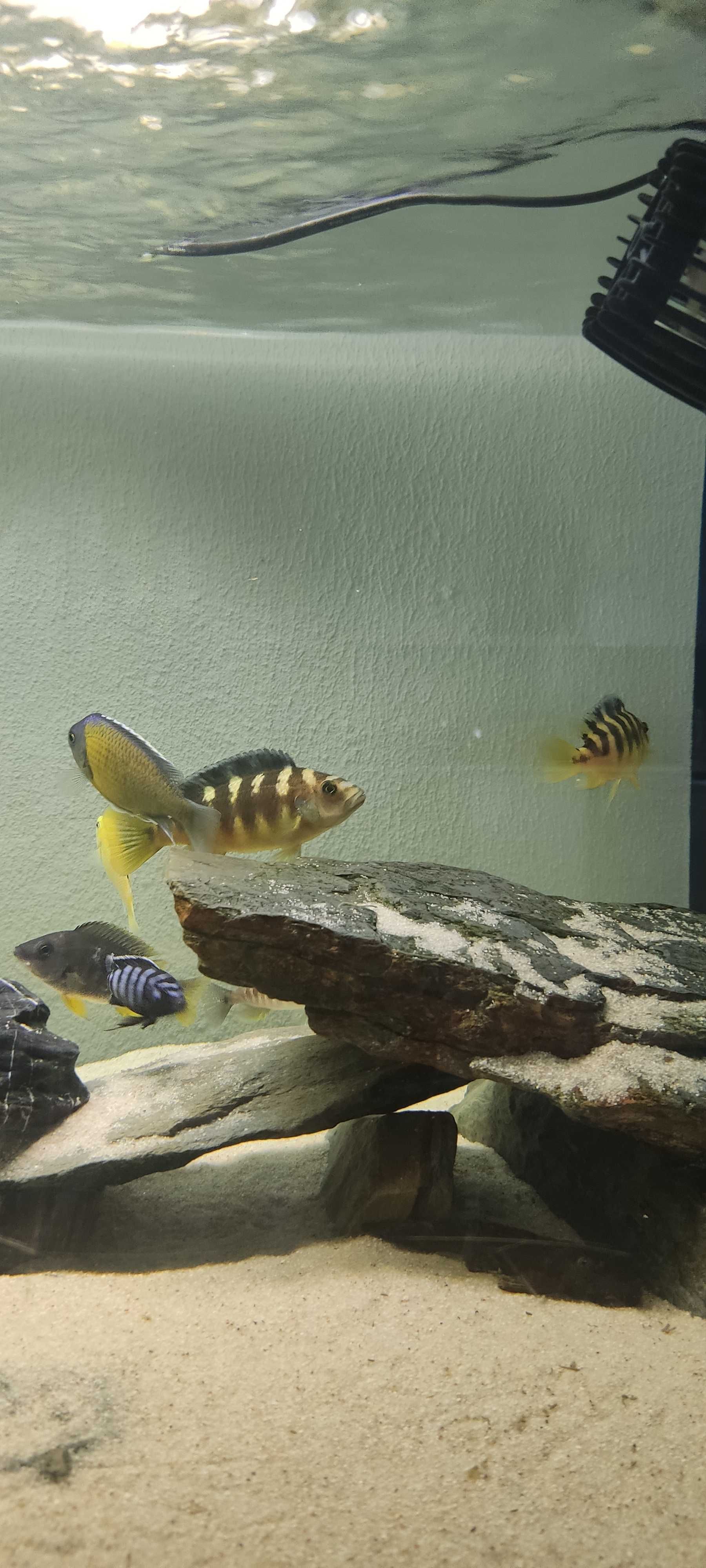 Ciclideos africanos (troca Caeruleus)- Pseudotropheus crabro (Abelha)