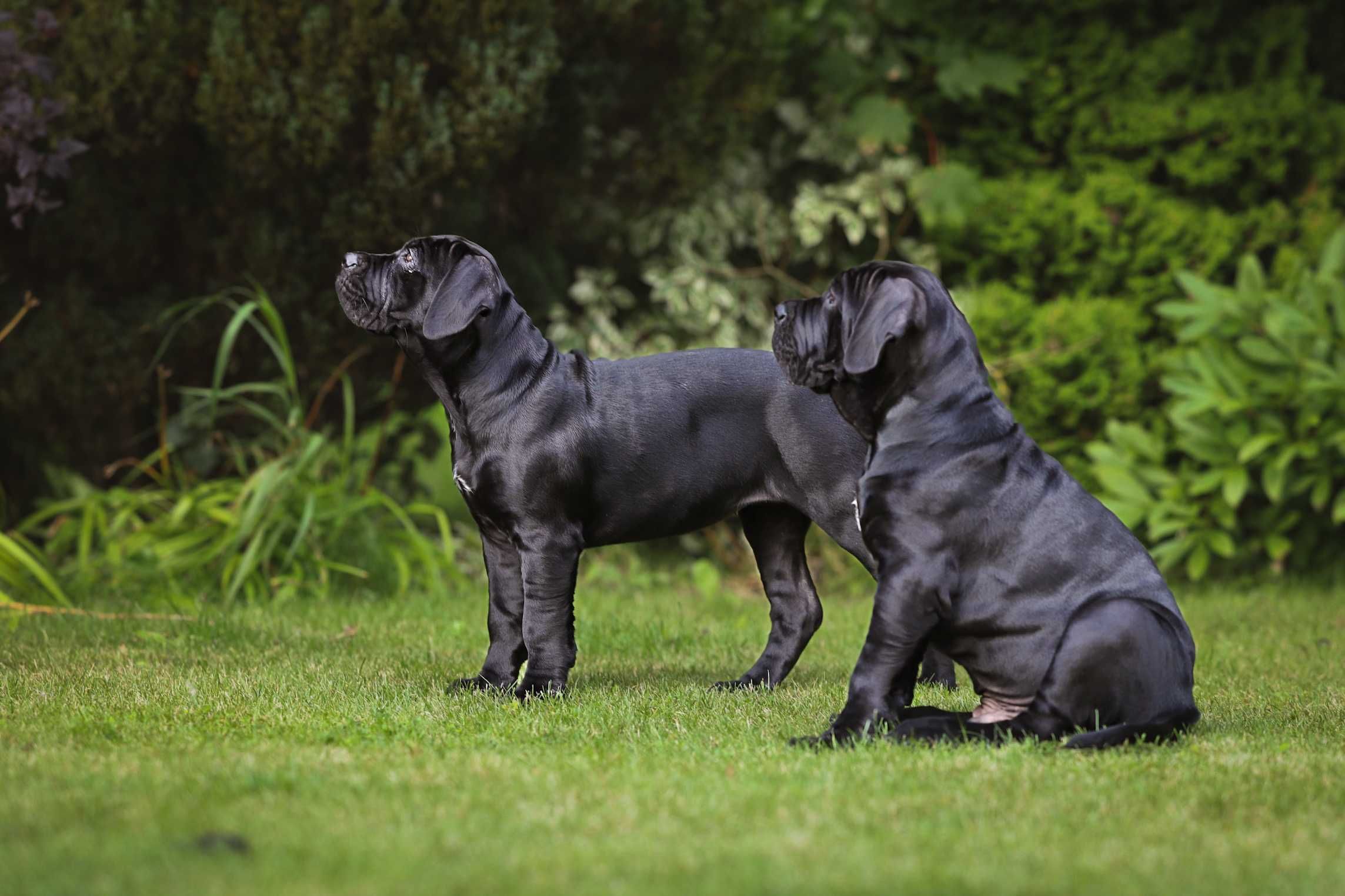 Suczka Cane Corso z elitarnego skojarzenia multichampionów