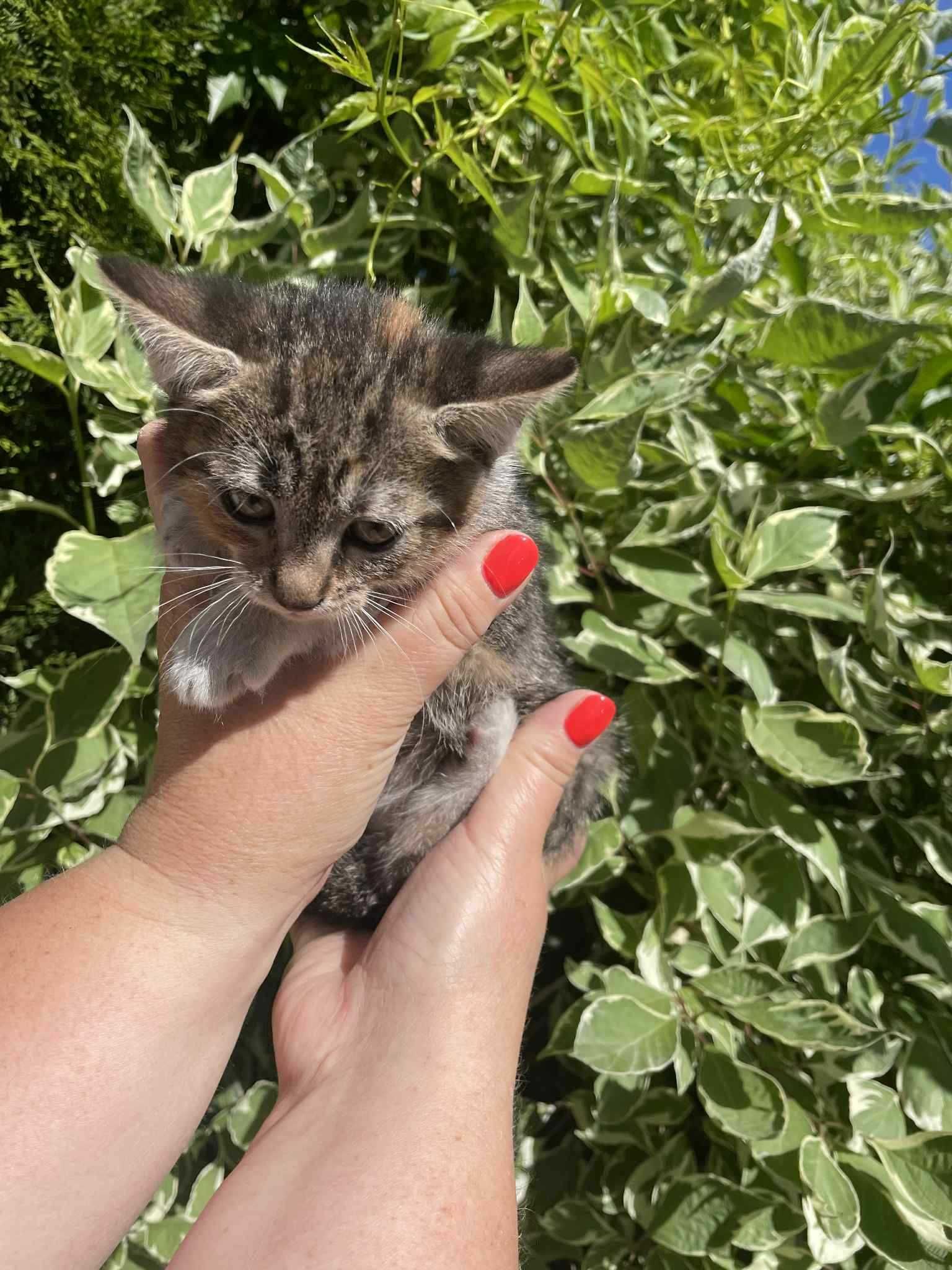 kotki, kociaki, kot