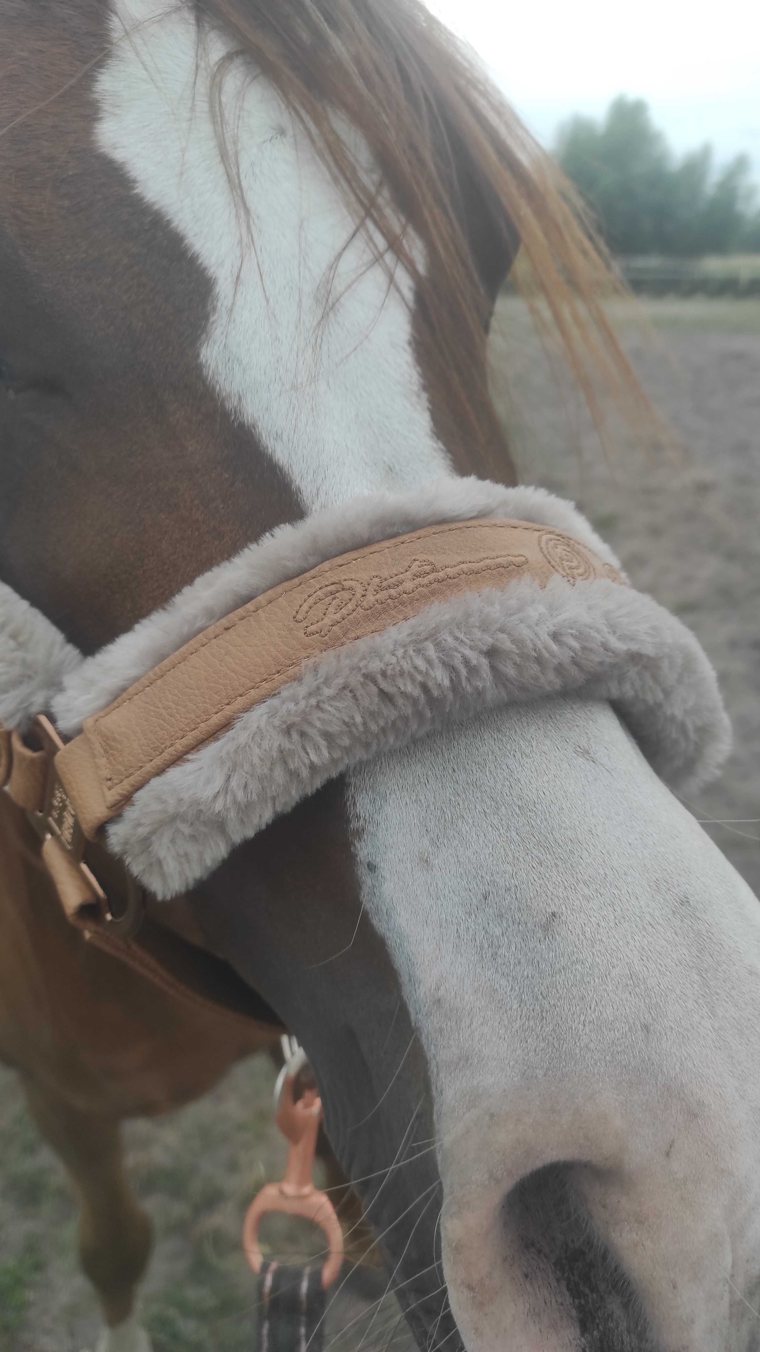 Kantar Eskadron COB double pin odpinane futerko cognac