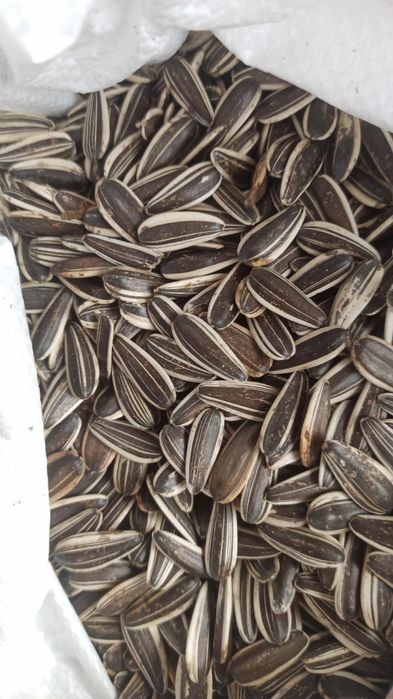 Семена /Насіння Кондитерская семечка, соняшник