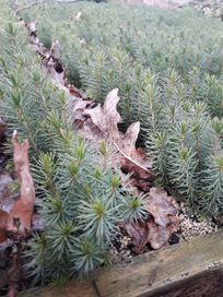 Świerk serbski sadzonki - Picea omorika