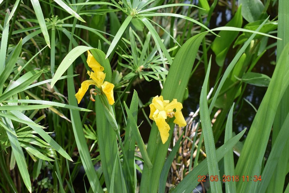 Plantas Aquáticas