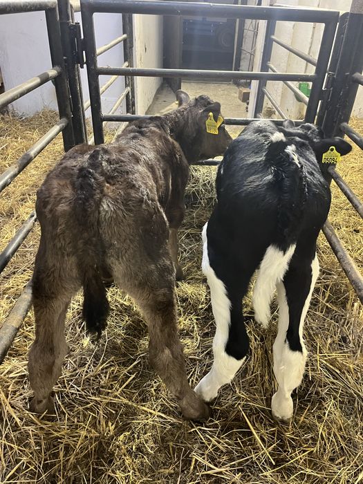 Sprzedam cielaki byczki/jalowki miesne