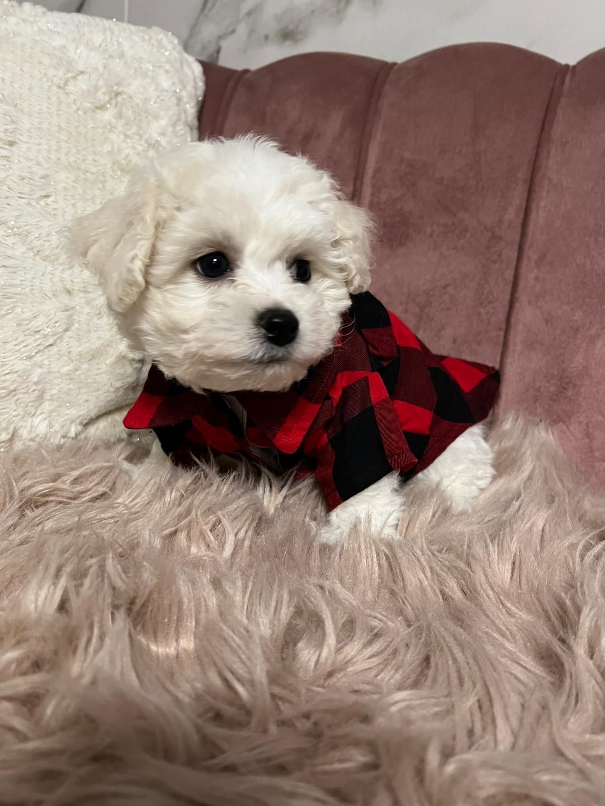 Bichon frise szczeniak bardzo ładny