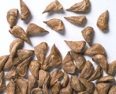 Семена и сеянцы кедра ливанскогоCedrus Libani. Насіння кедр ліванський