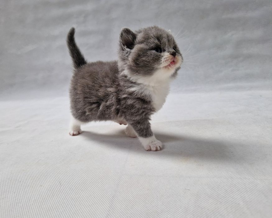 Kocurek, rodowód FiFe FPL.  Odbiór Grudzień. .